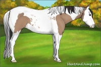 Horse Color:Bay Roan Dun Splash Tobiano