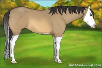 Horse Color:Buckskin Dun Splash 