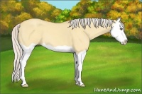 Horse Color:Silver Amber Champagne Dun Splash