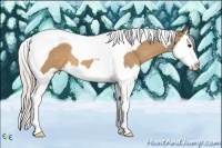 Horse Color:Silver Bay Dun Sabino Splash Tobiano 