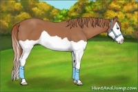 Horse Color:Chestnut Splash 