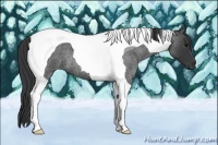 Horse Color:Blue Roan Tobiano 