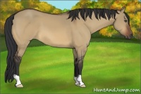 Horse Color:Bay Dun 