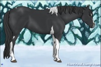 Horse Color:Black Sabino Tobiano 