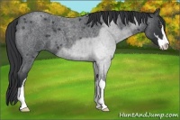Horse Color:Blue Roan Sabino 