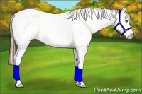 Horse Color:Chestnut Splash Appaloosa 