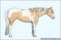 Horse Color:Silver Amber Champagne Sabino Tobiano 