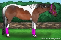 Horse Color:Bay Tobiano Rabicano 