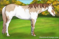 Horse Color:Red Dun Roan Splash Frame Rabicano 