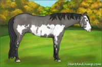 Horse Color:Grullo Roan Splash Frame Rabicano