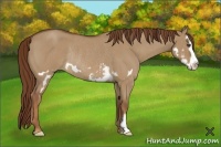 Horse Color:Red Dun Roan Splash Frame Rabicano