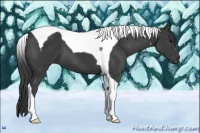 Horse Color:Smoky Black Tobiano 