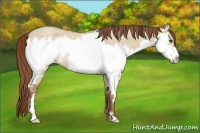 Horse Color:Red Dun Roan Splash Frame Rabicano