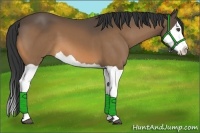 Horse Color:Buckskin Splash 