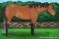Horse Color:Bay 