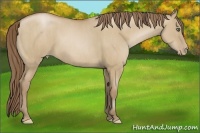 Horse Color:Grullo Pearl  Brindle