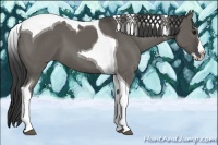 Horse Color:Grullo Splash Tobiano