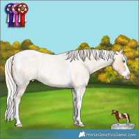 Horse Color:Silver Amber Champagne Roan Dun Splash Tobiano 