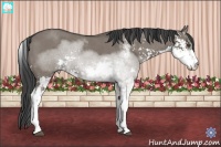 Horse Color:Grullo Sabino 