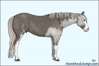 Horse Color:White Spotted Silver Black Sabino Splash