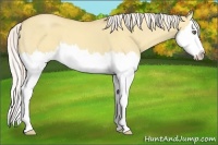 Horse Color:Silver Classic Cream Champagne Dun Sabino Splash 