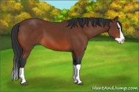 Horse Color:Bay Splash