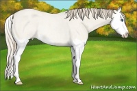 Horse Color:Smoky Creme Roan Dun Splash Rabicano 