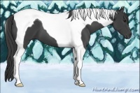 Horse Color:Smoky Black Tobiano