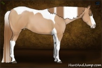 Horse Color:Bay Pearl Splash Tobiano