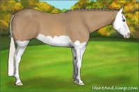 Horse Color:Silver Buckskin Splash