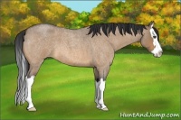 Horse Color:Bay Roan Dun Sabino Splash