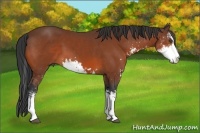 Horse Color:Bay Sabino