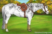 Horse Color:Black Sabino 