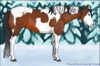 Horse Color:White Spotted Bay Splash Tobiano 