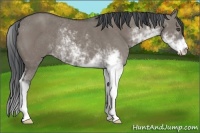 Horse Color:Grullo Sabino Rabicano 