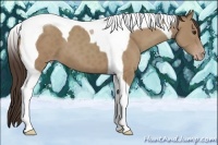 Horse Color:Classic Champagne Tobiano 