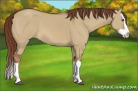 Horse Color:Red Dun Splash 