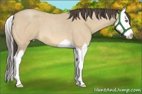 Horse Color:Amber Cream Champagne Roan Splash 