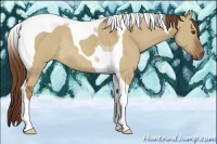 Horse Color:Red Dun Tobiano Rabicano 