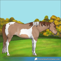 Horse Color:Red Dun Tobiano Rabicano 