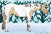 Horse Color:Palomino Roan Dun Tobiano 