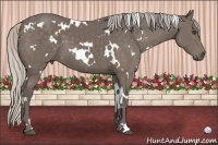 Horse Color:White Spotted Silver Black 
