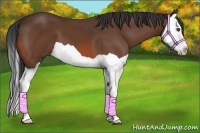 Horse Color:Bay Splash 