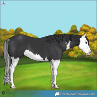 Horse Color:White Spotted Black Splash