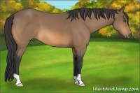 Horse Color:Buckskin 
