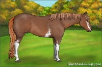 Horse Color:White Spotted Red Roan 