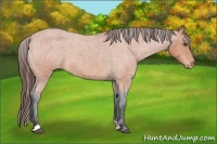 Horse Color:Bay Roan Frame Appaloosa