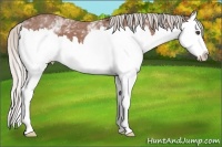 Horse Color:White Spotted Silver Bay Roan Splash