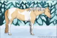 Horse Color:Gold Champagne Dun Tobiano 