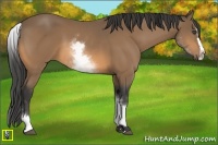 Horse Color:White Spotted Buckskin Splash 